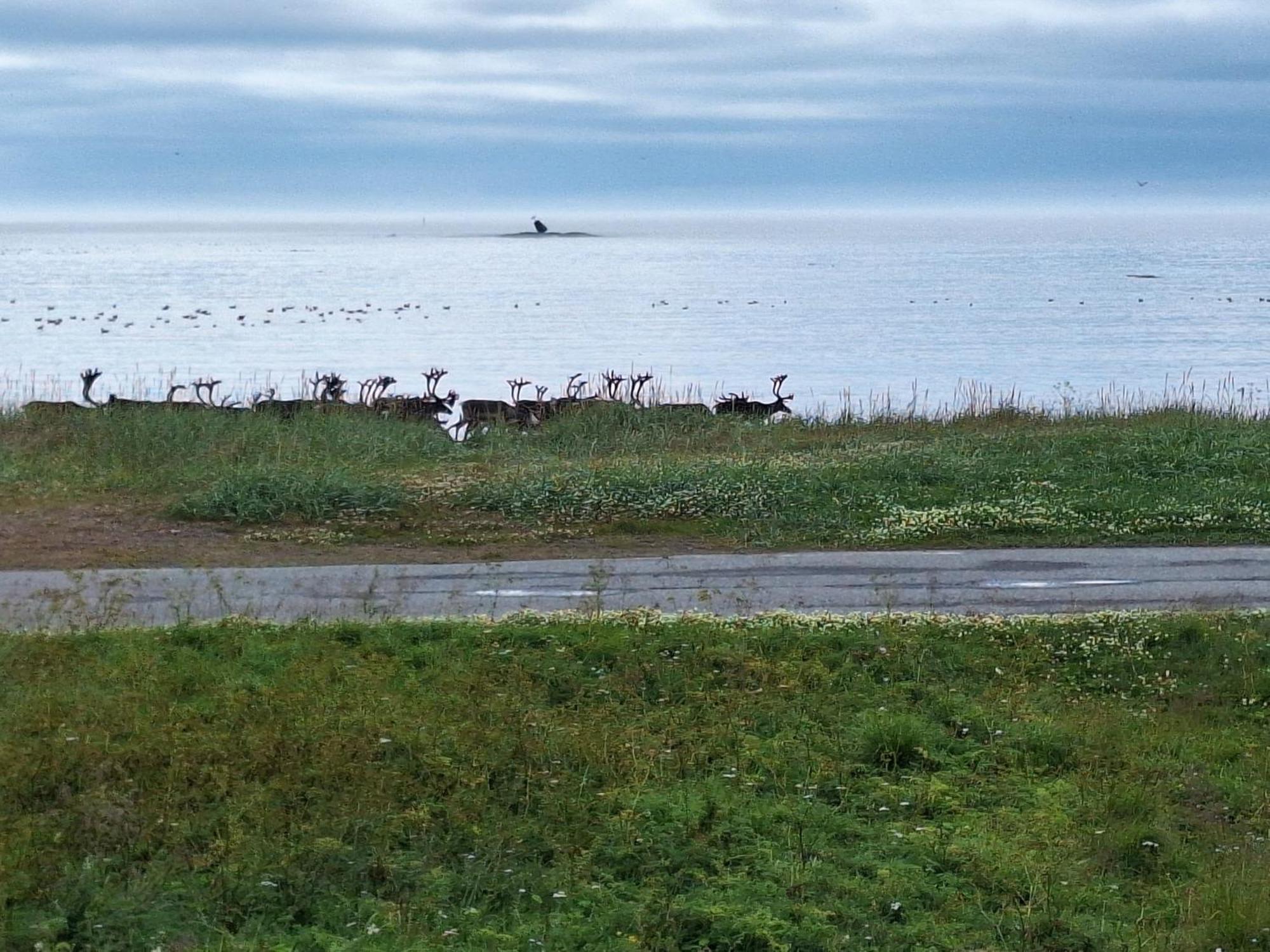 Feriehus Ved Barentshavet - Holiday Home By The Barents Sea Ytre Kiberg Exteriör bild